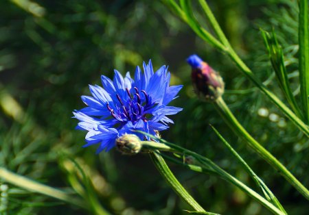 Василек махровый холодок