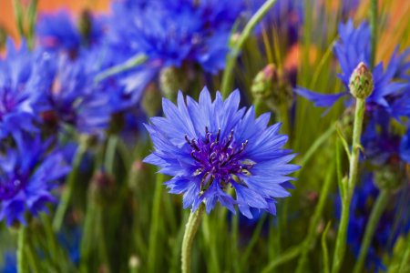 Василёк Боровой