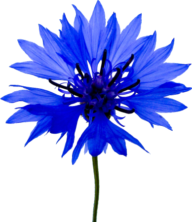 Голубой цветок Василек