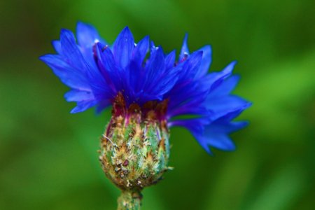 Василек цветы