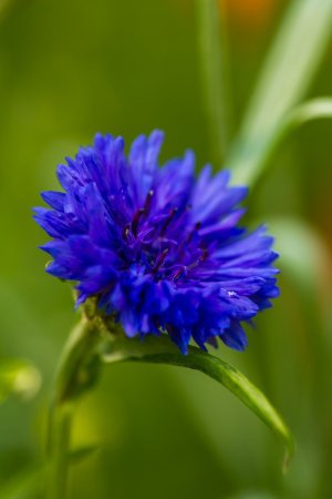 Василек цветы