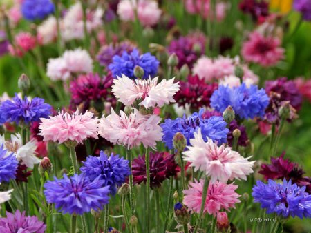 Василек Фрости микс