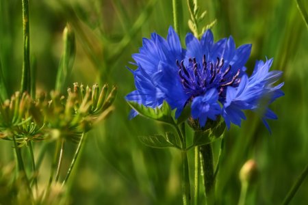 Василёк Боровой