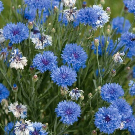 Василек Волошка