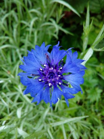 Василек полевой