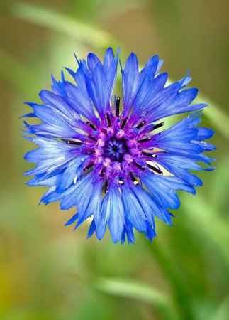 Василёк Блю бол