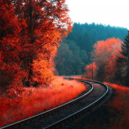 Осень лес дорога