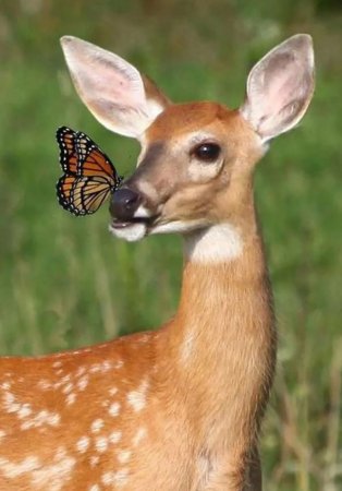 Разные животные