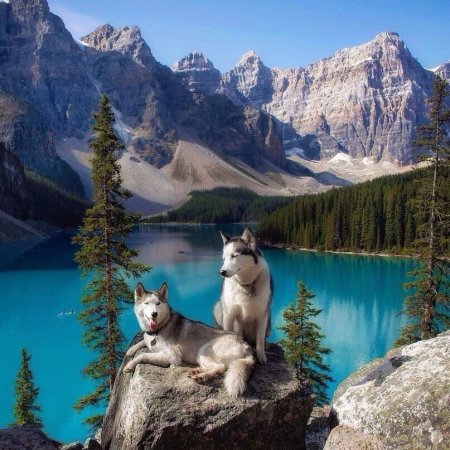 Банф Канада национальный парк животные