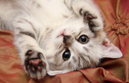 Милый котенок