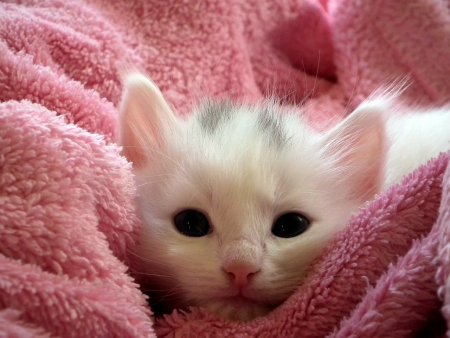 Самые милые котята