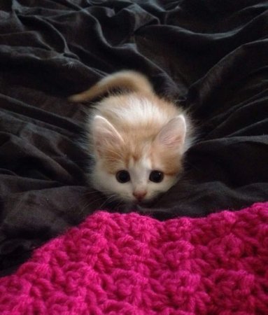 Миленькие котята