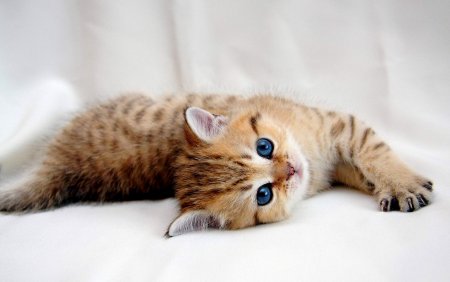 Красивые котята