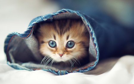Милые кошечки