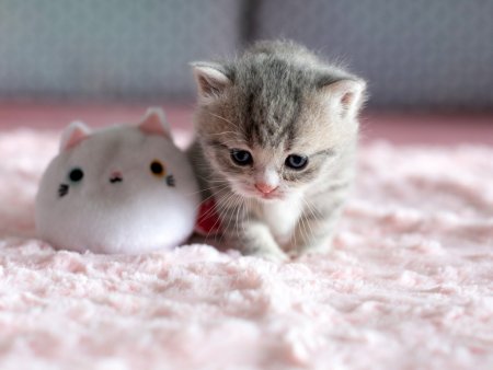 Маленький котенок