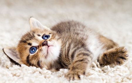 Милый котенок