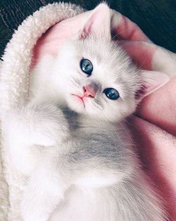 Милый котенок
