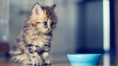 Милые котятки