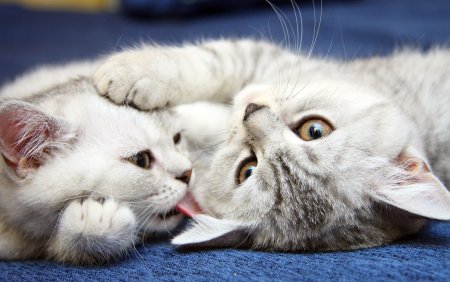 Милые коты
