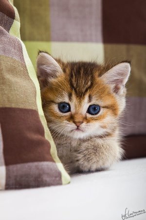 Милые котики