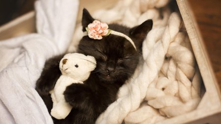Кошки маленькие милые