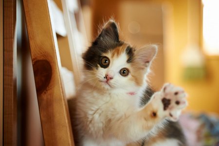 Милые коты