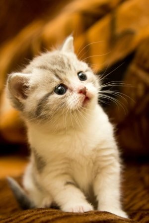 Милые кошечки