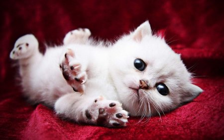Фото котиков милых и няшных