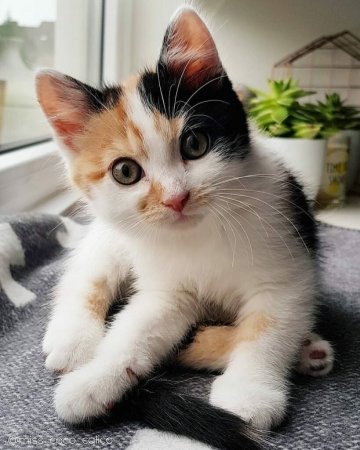 Котята породы Калико