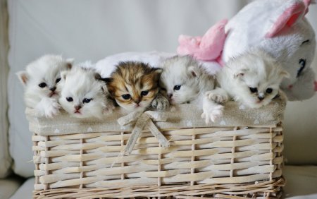 Котята милашки