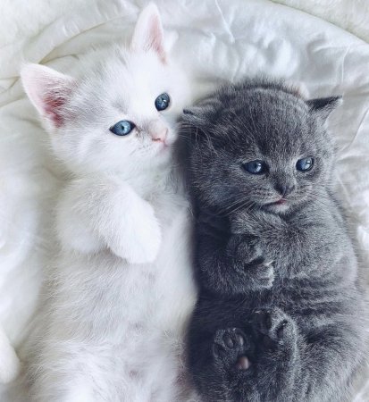 Милые кошечки