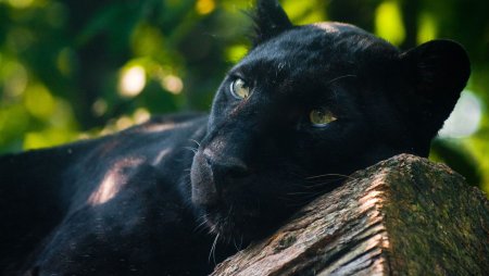 Обои на рабочий стол пантера