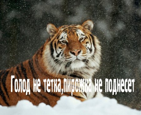 Надпись тигр