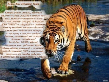 Поздравление с годом тигра в стихах