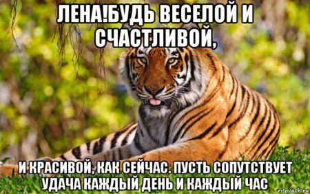 Год тигра смешные картинки