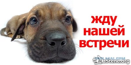 Жду встречи