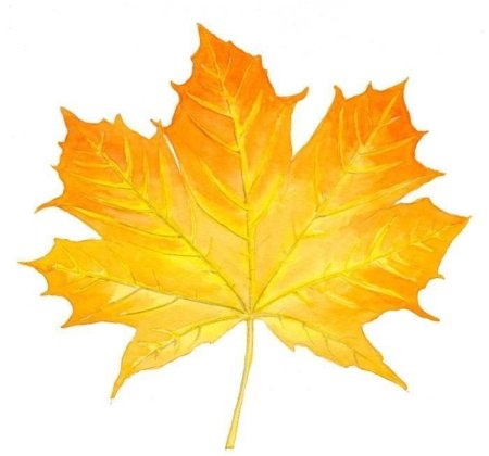 Осенний кленовый листок