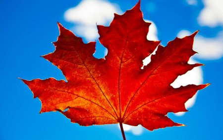 Осенний кленовый лист