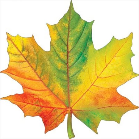 Кленовые листочки