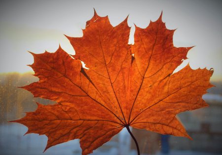 Калиновый лист