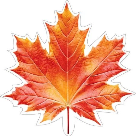 Разноцветные кленовые листья