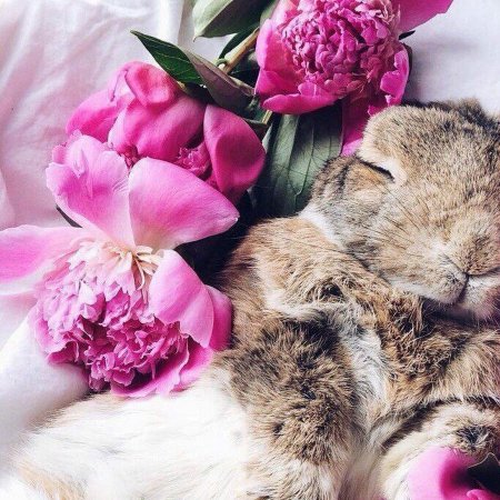 Сладких снов Анечка