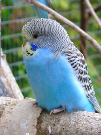 Волнистый попугай Budgie