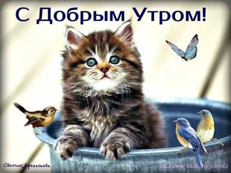 Открытки с добрым утром с кошками