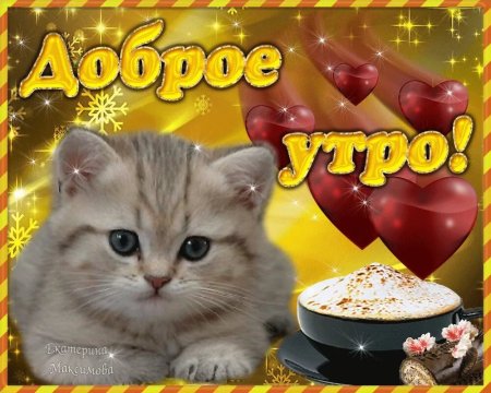 Доброе утро котик