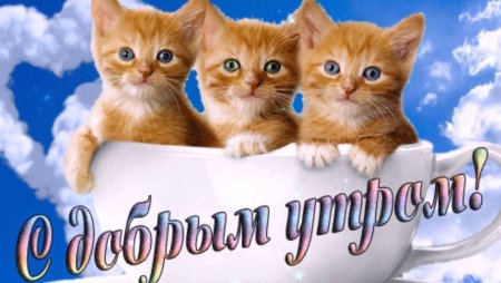 Поздравления с добрым утром с котиками