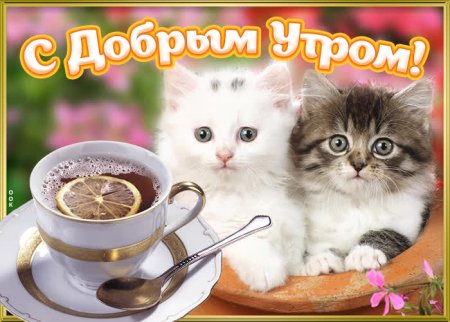 Доброе утро котенок