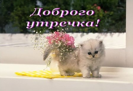 Пожелания с добрым утром с кошками