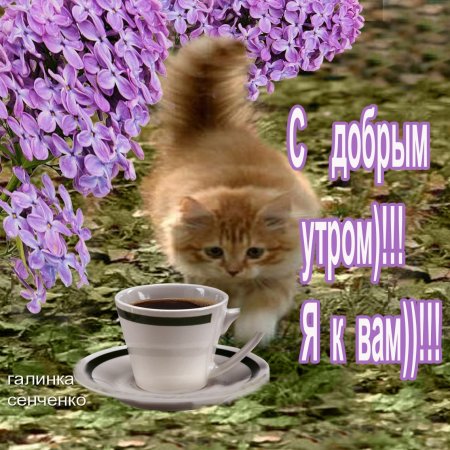Поздравление с добрым утром с котятами