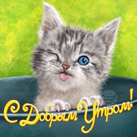 Доброе утро котенок